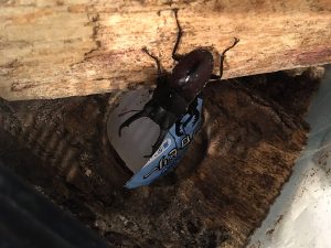 暖かい日が続き、冬眠していたクワガタが活動をはじめました。