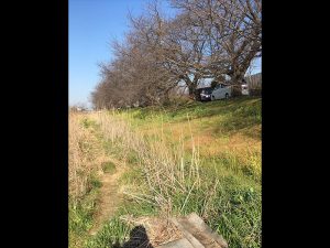 近所の川にマルタウグイが遡上し、川沿いの桜は蕾が大きくなっていました。