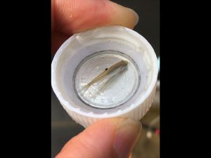 ついにペットボトルのフタで泳げるサイズが釣れるようになりました。